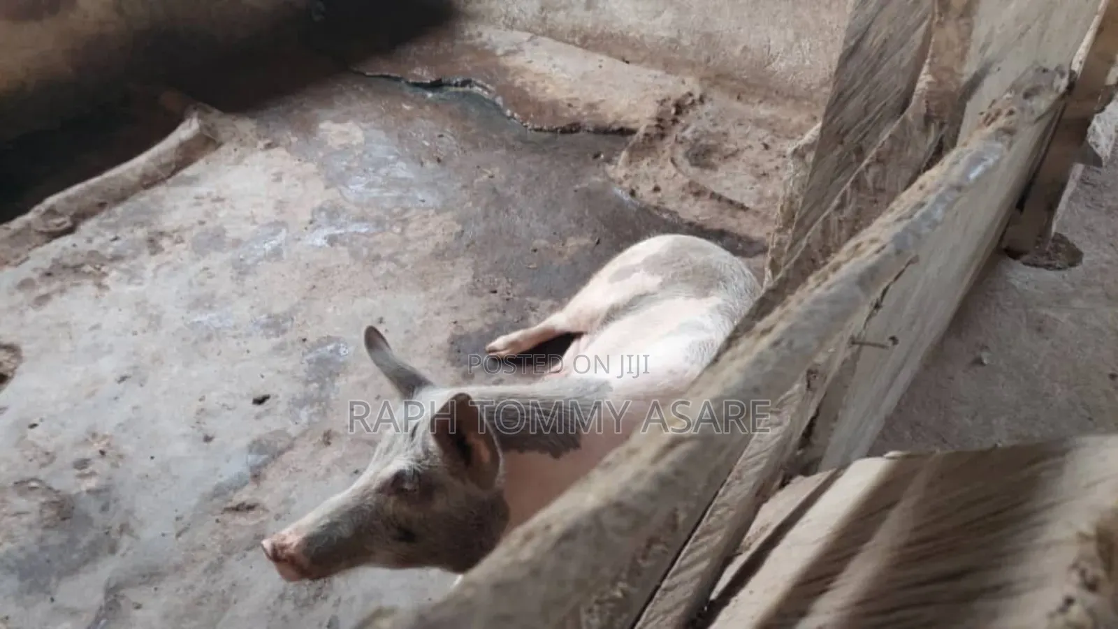 3plots of Land, 38pigs, 10rooms of Pig Structure, 1bed Room