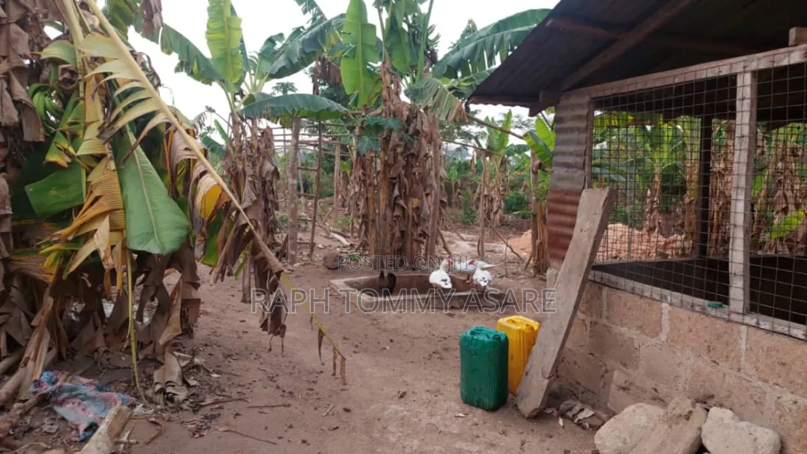 3plots of Land, 38pigs, 10rooms of Pig Structure, 1bed Room