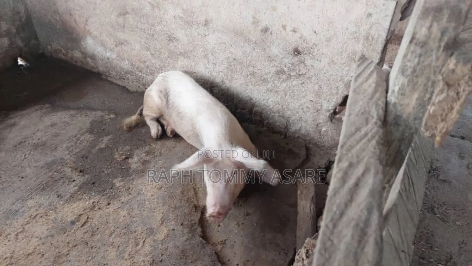 3plots of Land, 38pigs, 10rooms of Pig Structure, 1bed Room