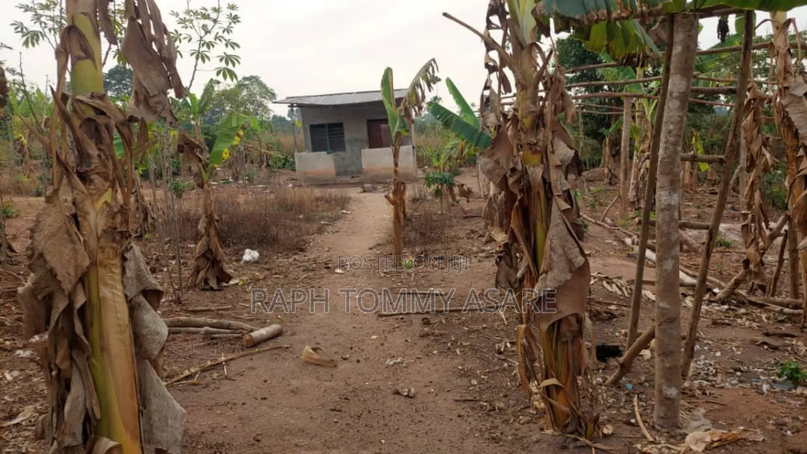 3plots of Land, 38pigs, 10rooms of Pig Structure, 1bed Room
