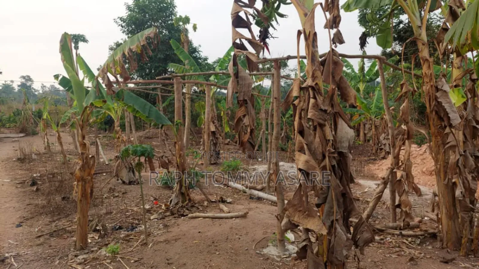 3plots of Land, 38pigs, 10rooms of Pig Structure, 1bed Room