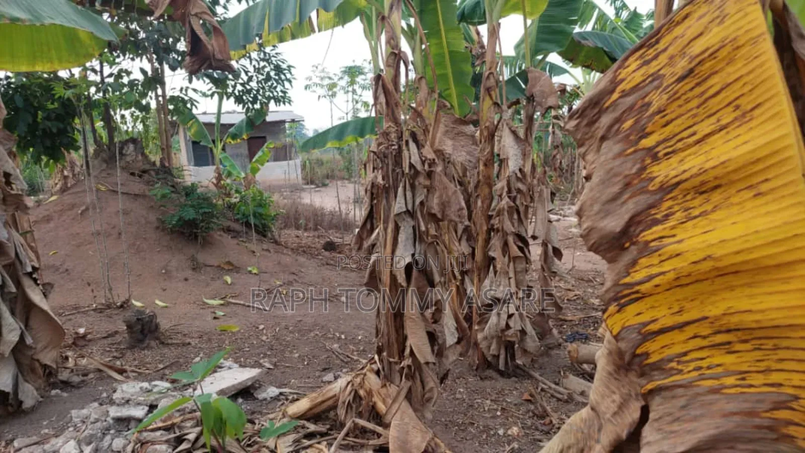3plots of Land, 38pigs, 10rooms of Pig Structure, 1bed Room