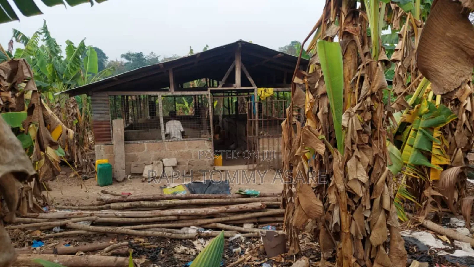 3plots of Land, 38pigs, 10rooms of Pig Structure, 1bed Room