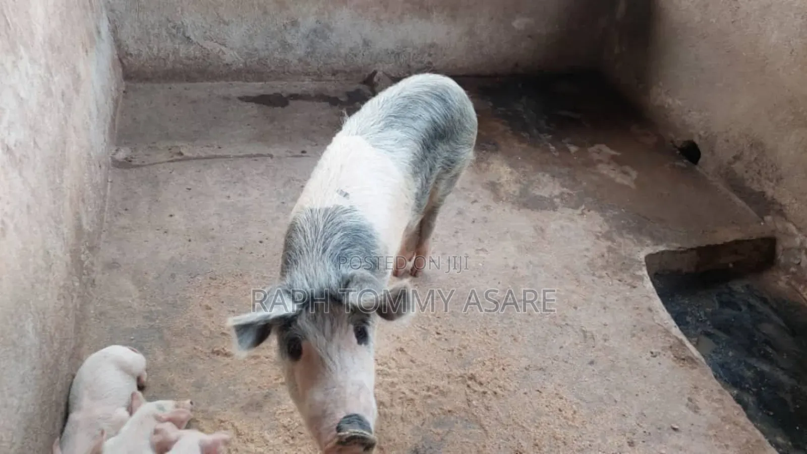 3plots of Land, 38pigs, 10rooms of Pig Structure, 1bed Room