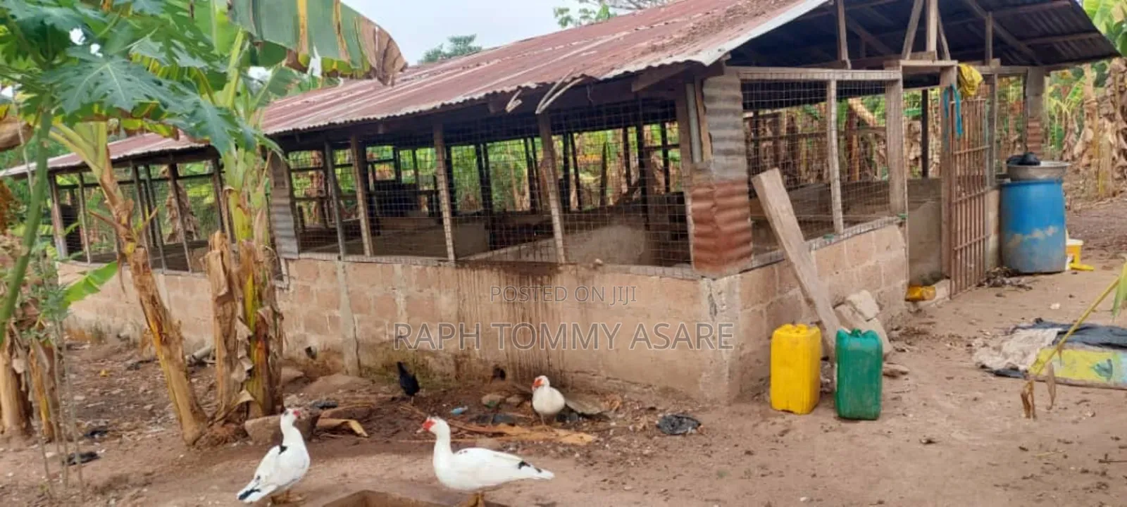 3plots of Land, 38pigs, 10rooms of Pig Structure, 1bed Room