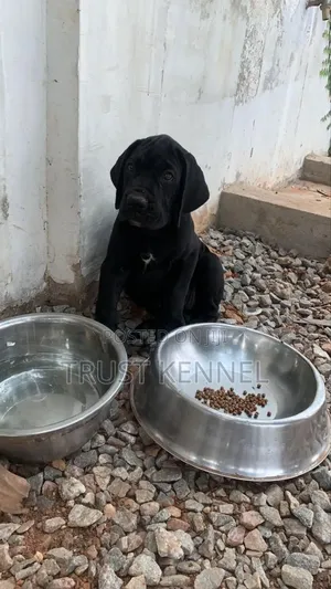 1-3 months Male Purebred Cane Corso
