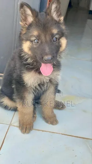 1-3 months Male Purebred German Shepherd