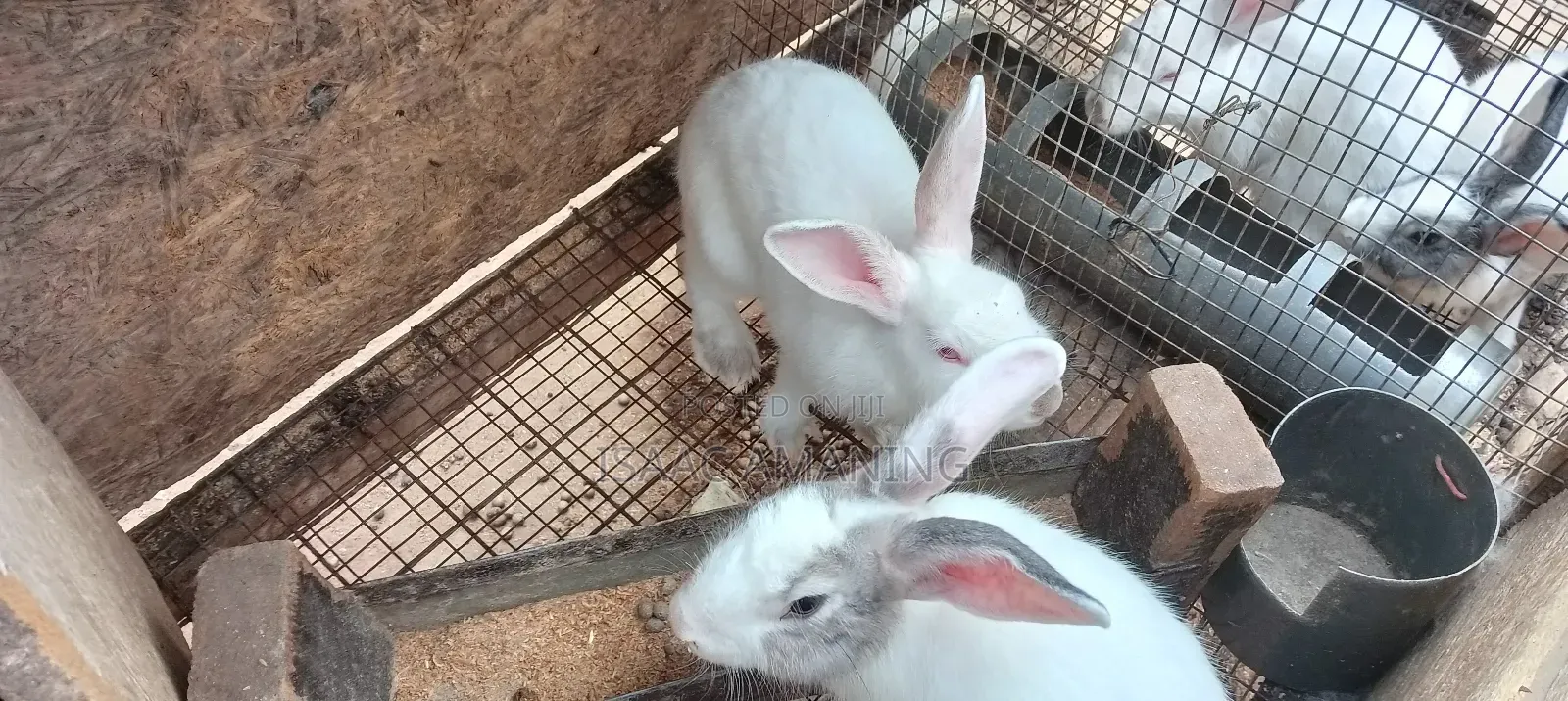 Rabbit4sale