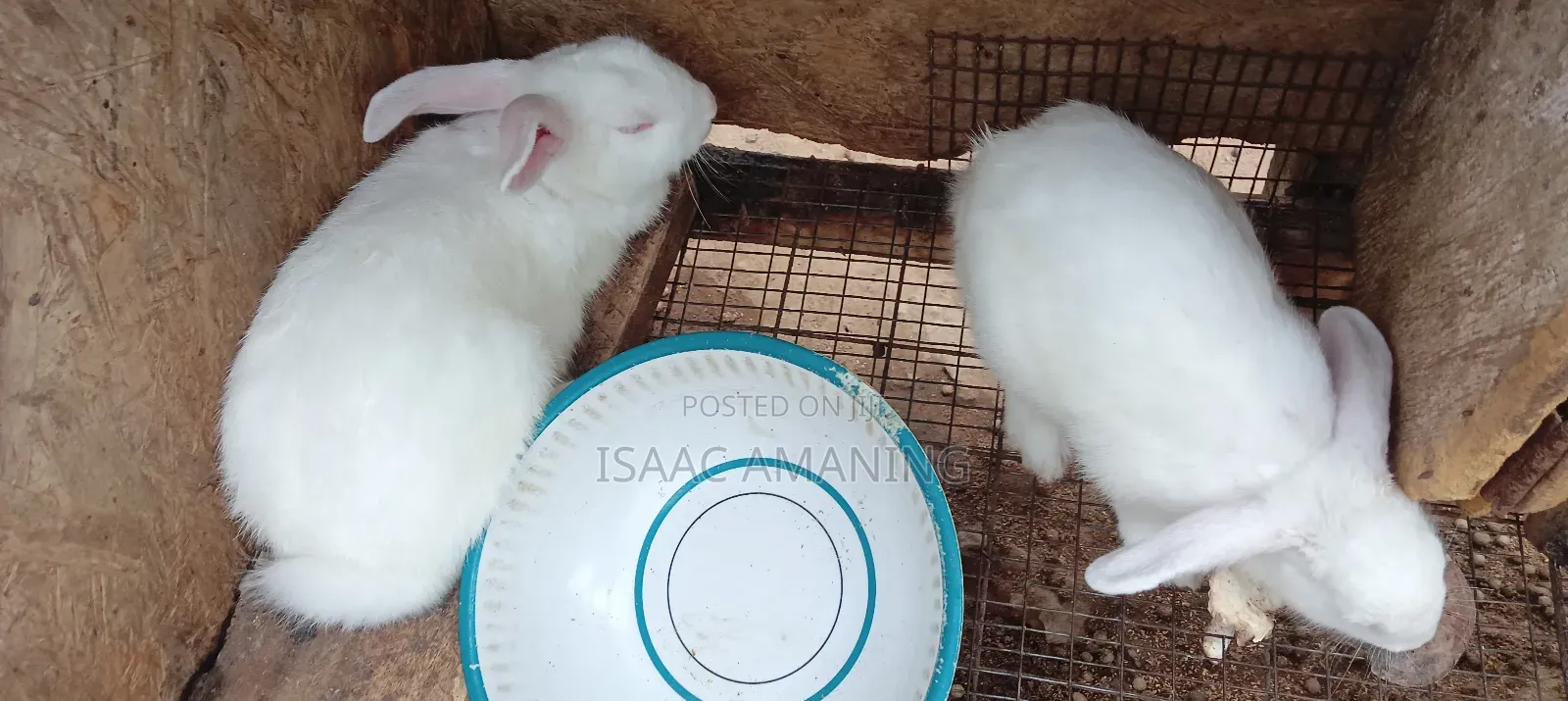 Rabbit4sale