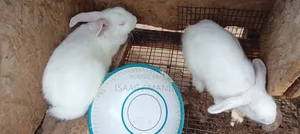 Rabbit4sale