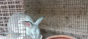 Rabbit4sale