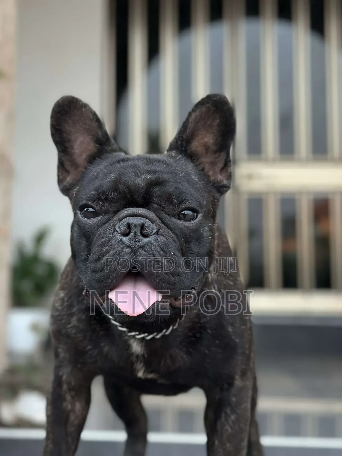 1+ year Male Purebred French Bulldog