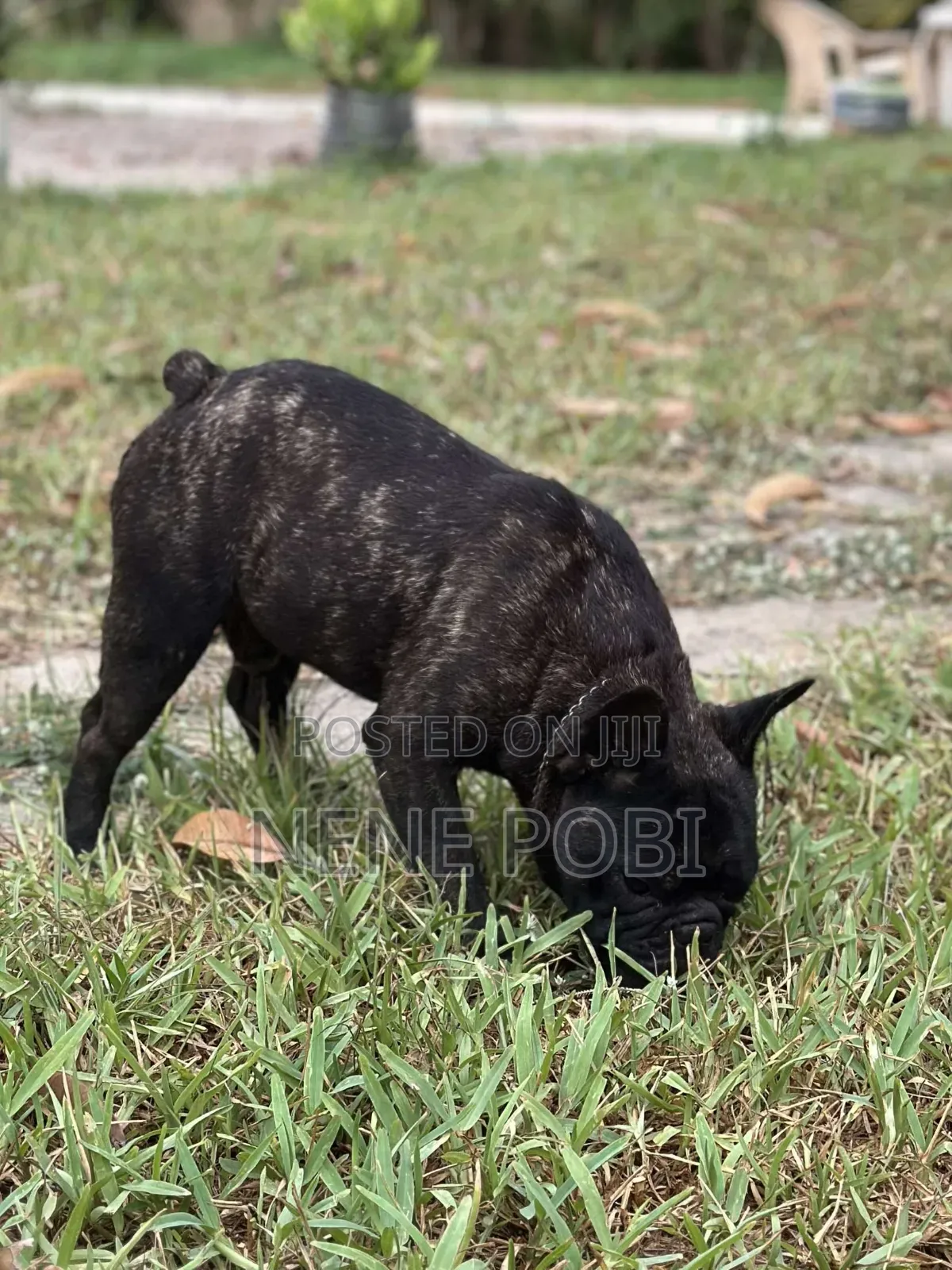 1+ year Male Purebred French Bulldog