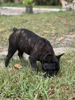 1+ year Male Purebred French Bulldog