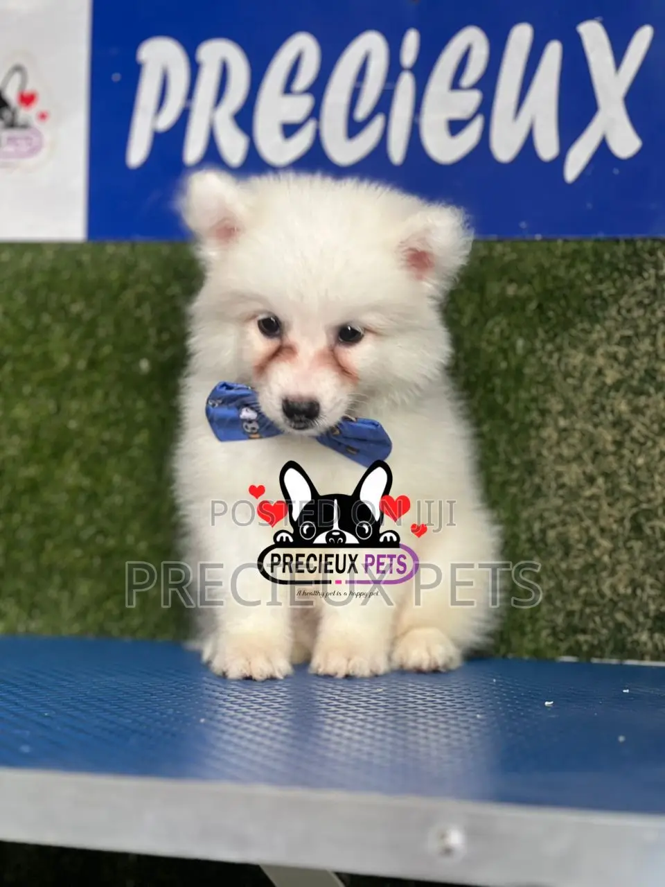 1-3 months Male Purebred American Eskimo