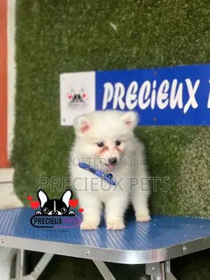 1-3 months Male Purebred American Eskimo
