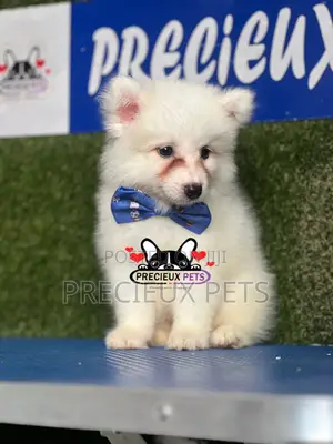 1-3 months Male Purebred American Eskimo