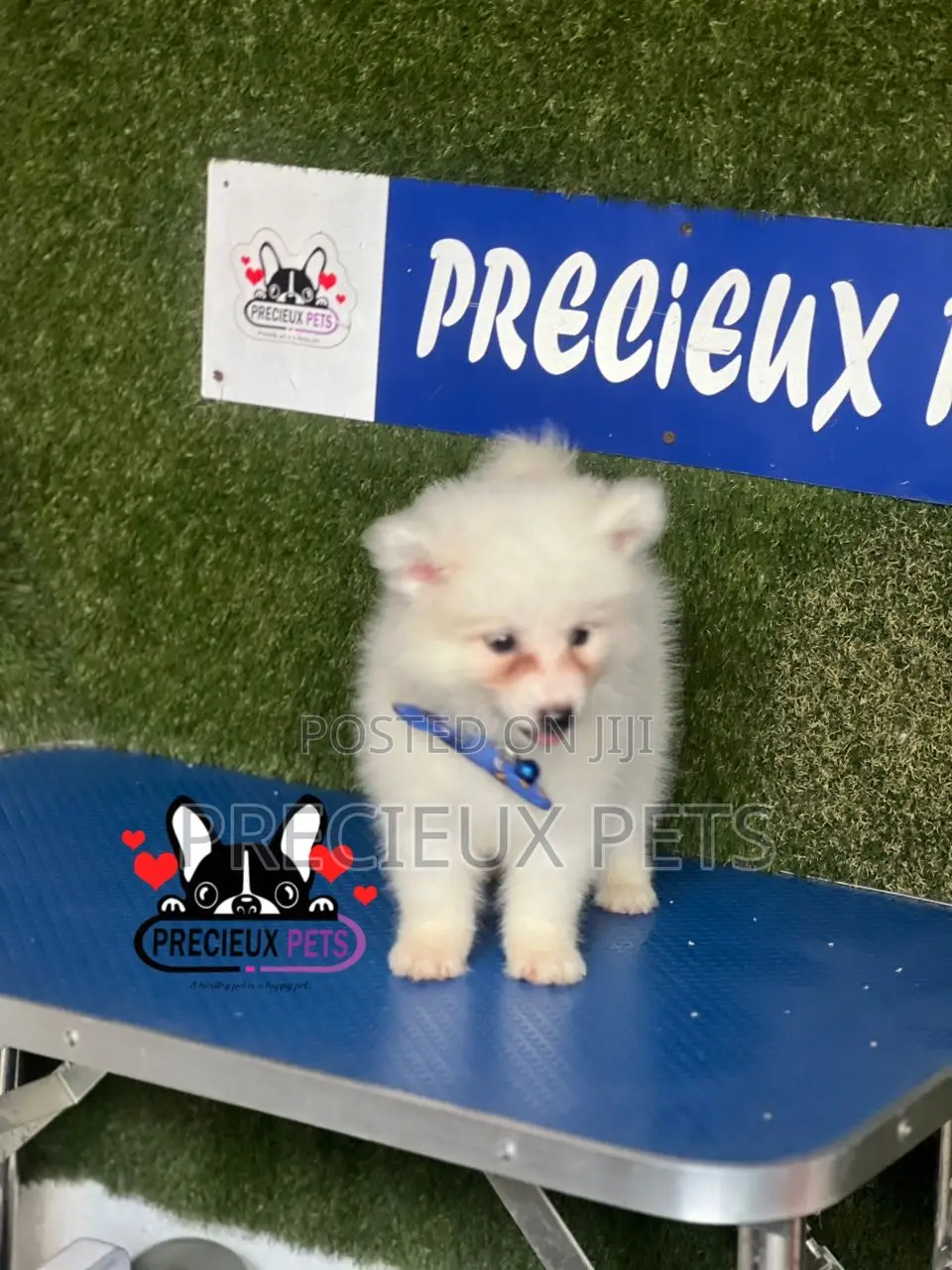 1-3 months Male Purebred American Eskimo