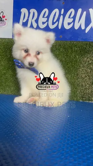 1-3 months Male Purebred American Eskimo