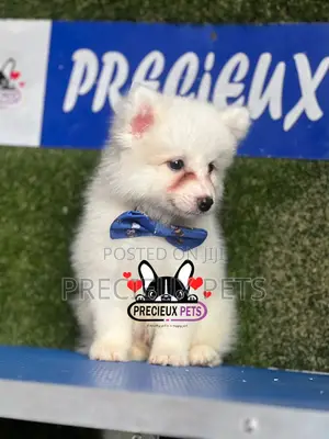 1-3 months Male Purebred American Eskimo