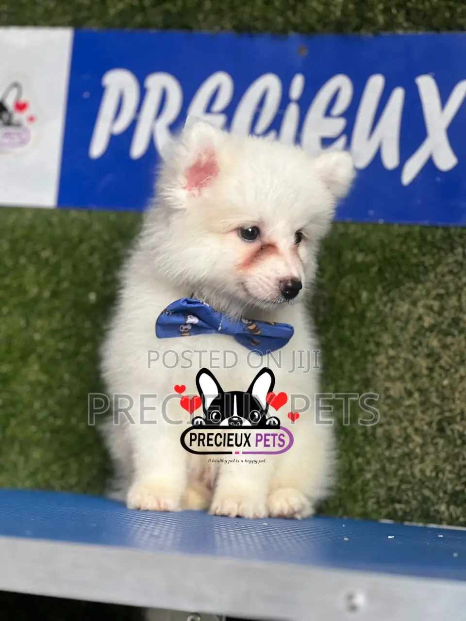 1-3 months Male Purebred American Eskimo