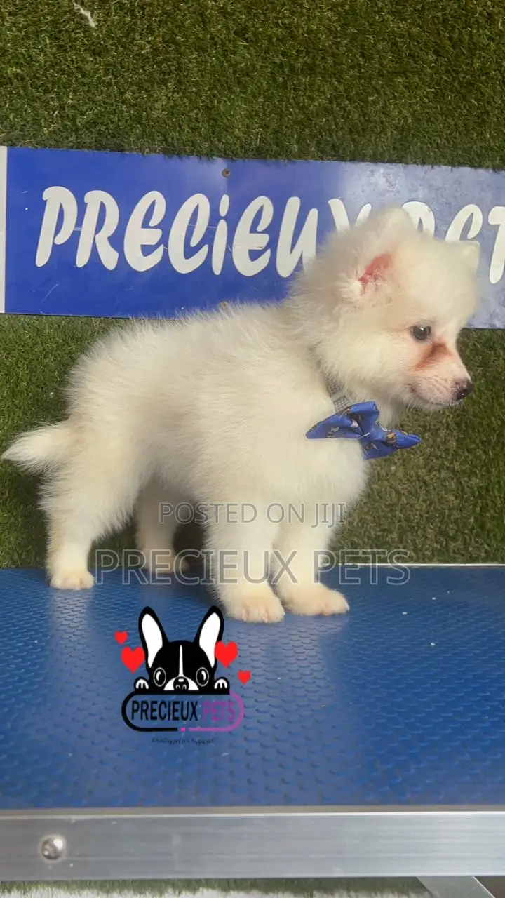 1-3 months Male Purebred American Eskimo