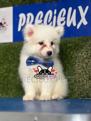 1-3 months Female Purebred American Eskimo