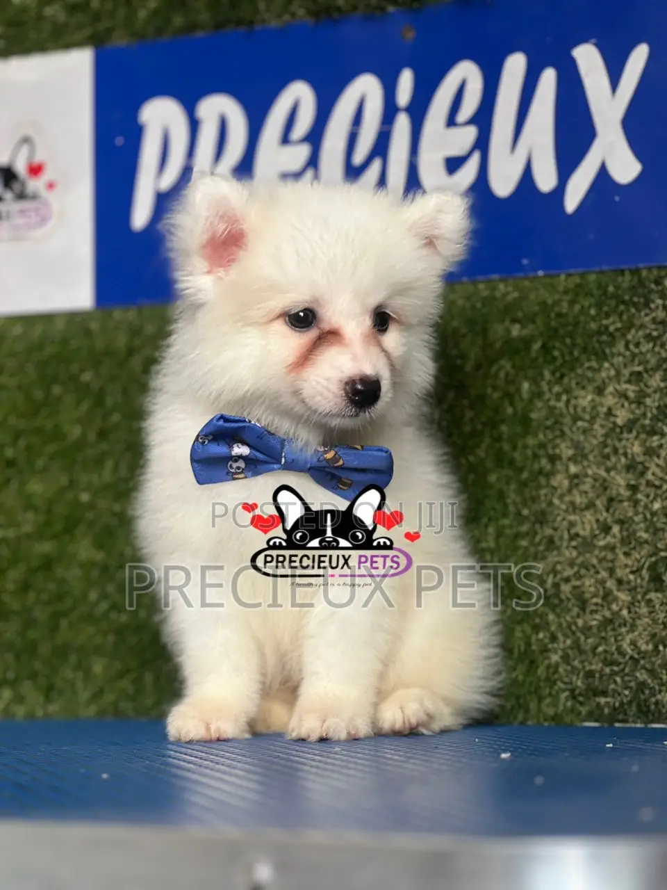 1-3 months Female Purebred American Eskimo