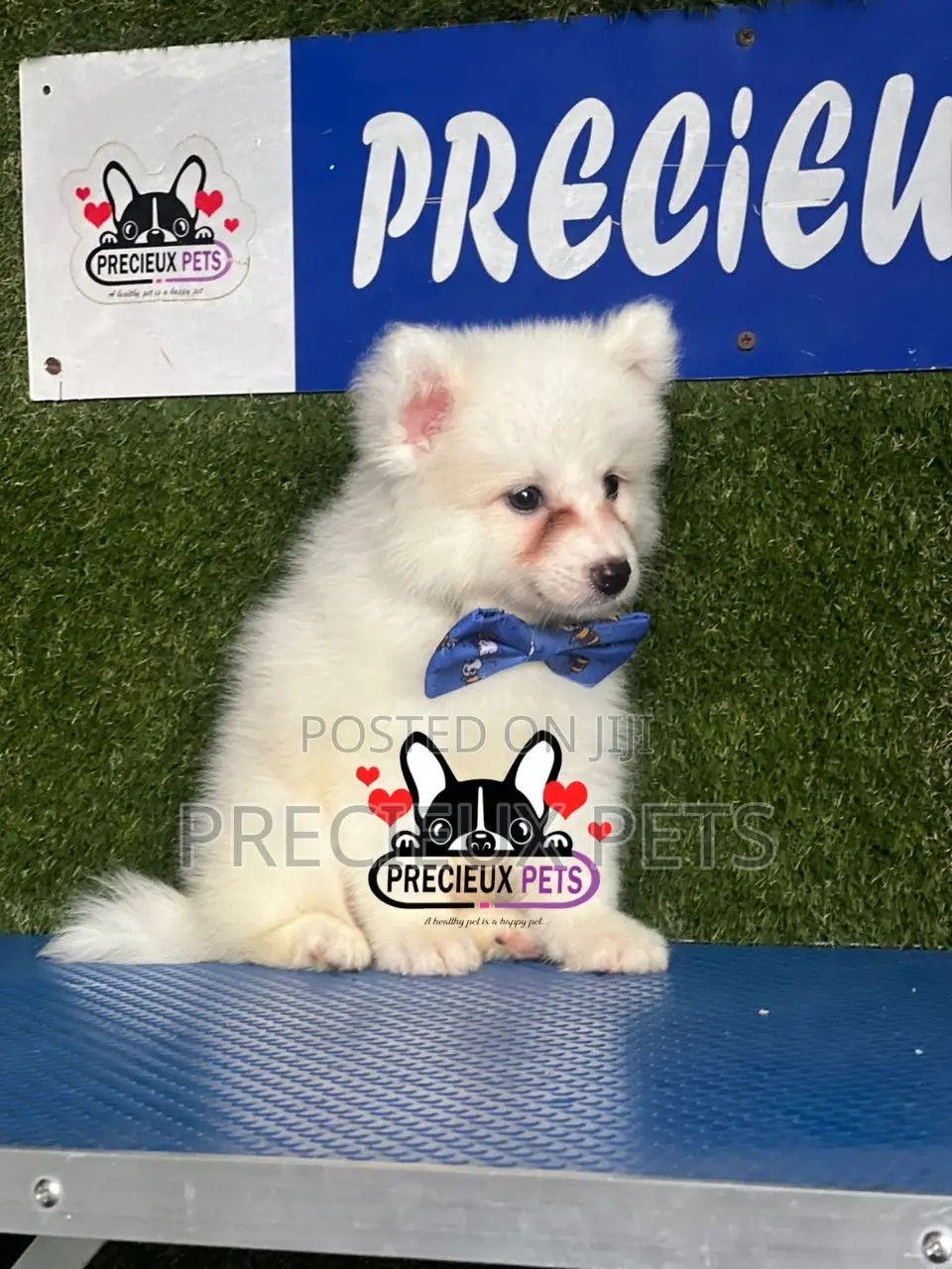 1-3 months Female Purebred American Eskimo