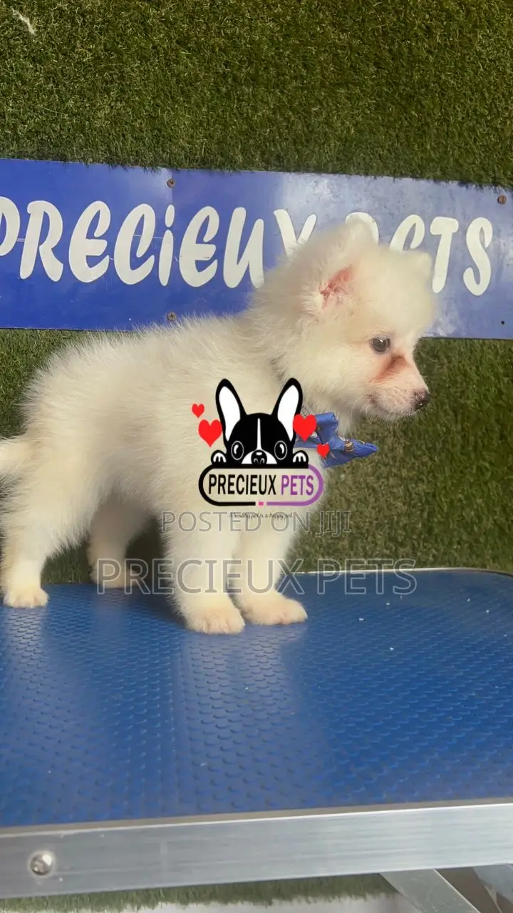 1-3 months Female Purebred American Eskimo