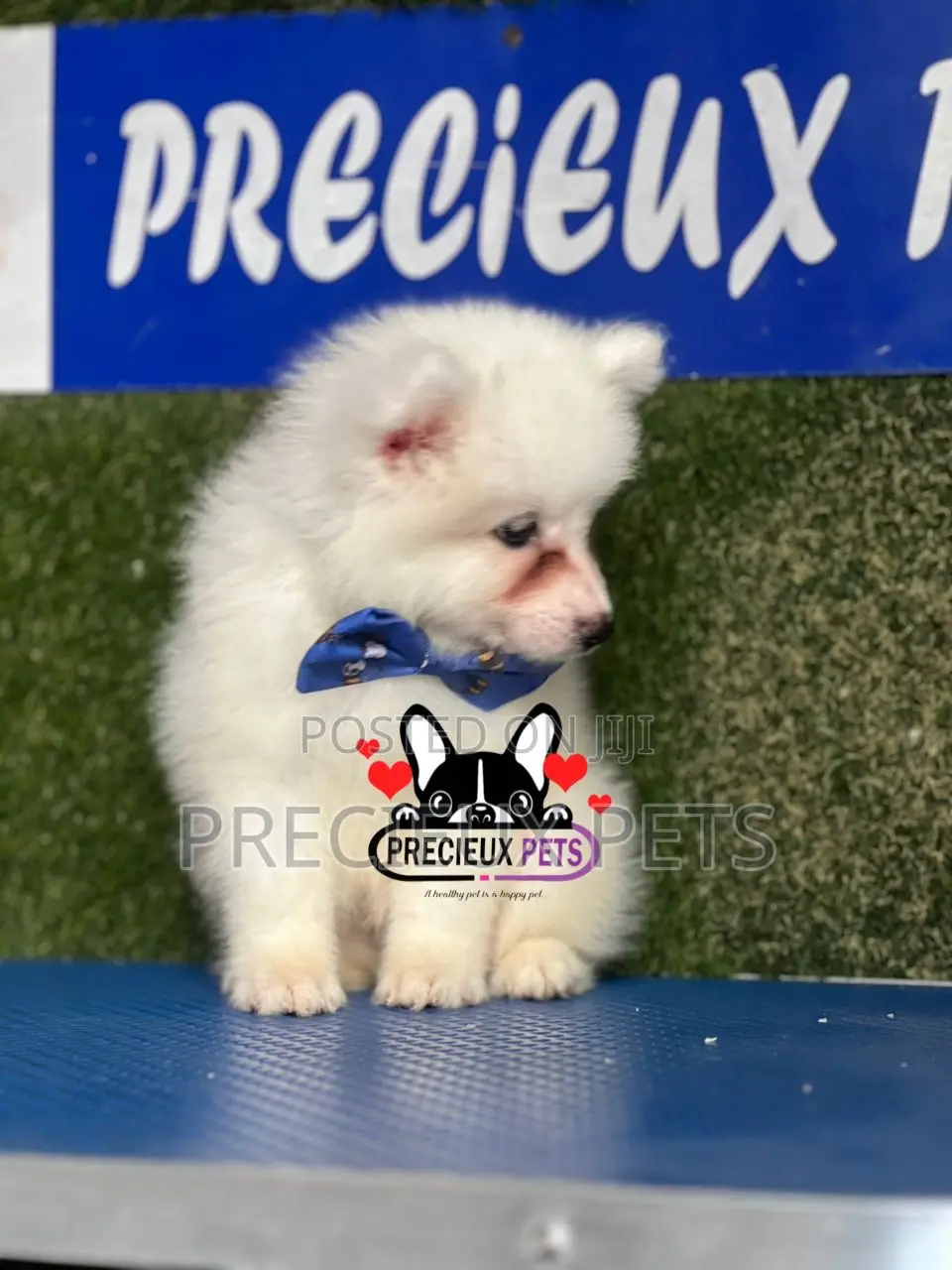 1-3 months Female Purebred American Eskimo