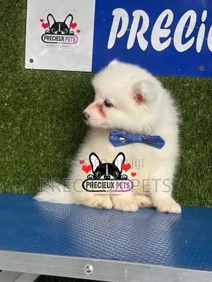 1-3 months Female Purebred American Eskimo