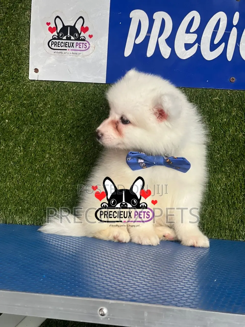 1-3 months Female Purebred American Eskimo