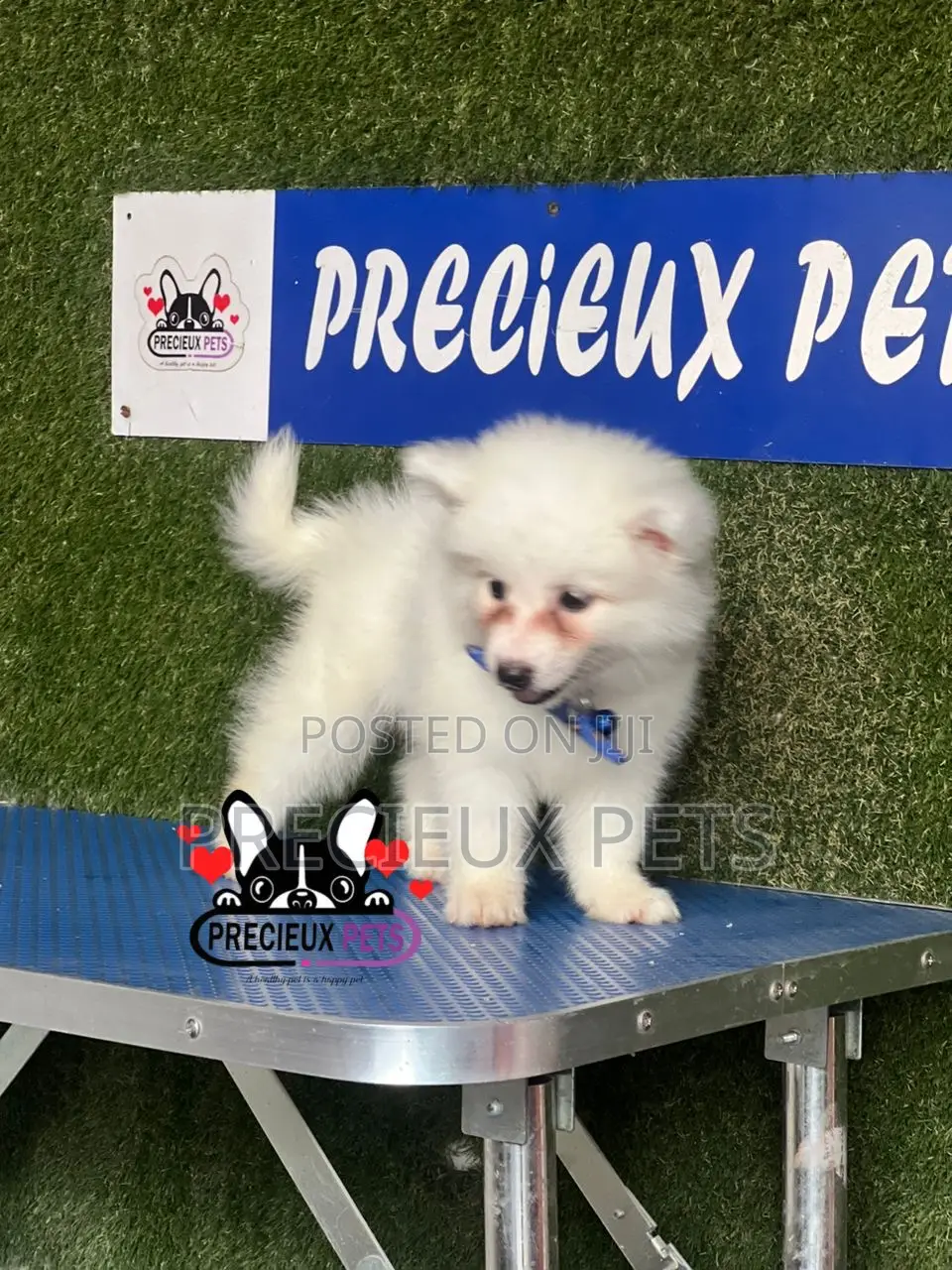 1-3 months Female Purebred American Eskimo