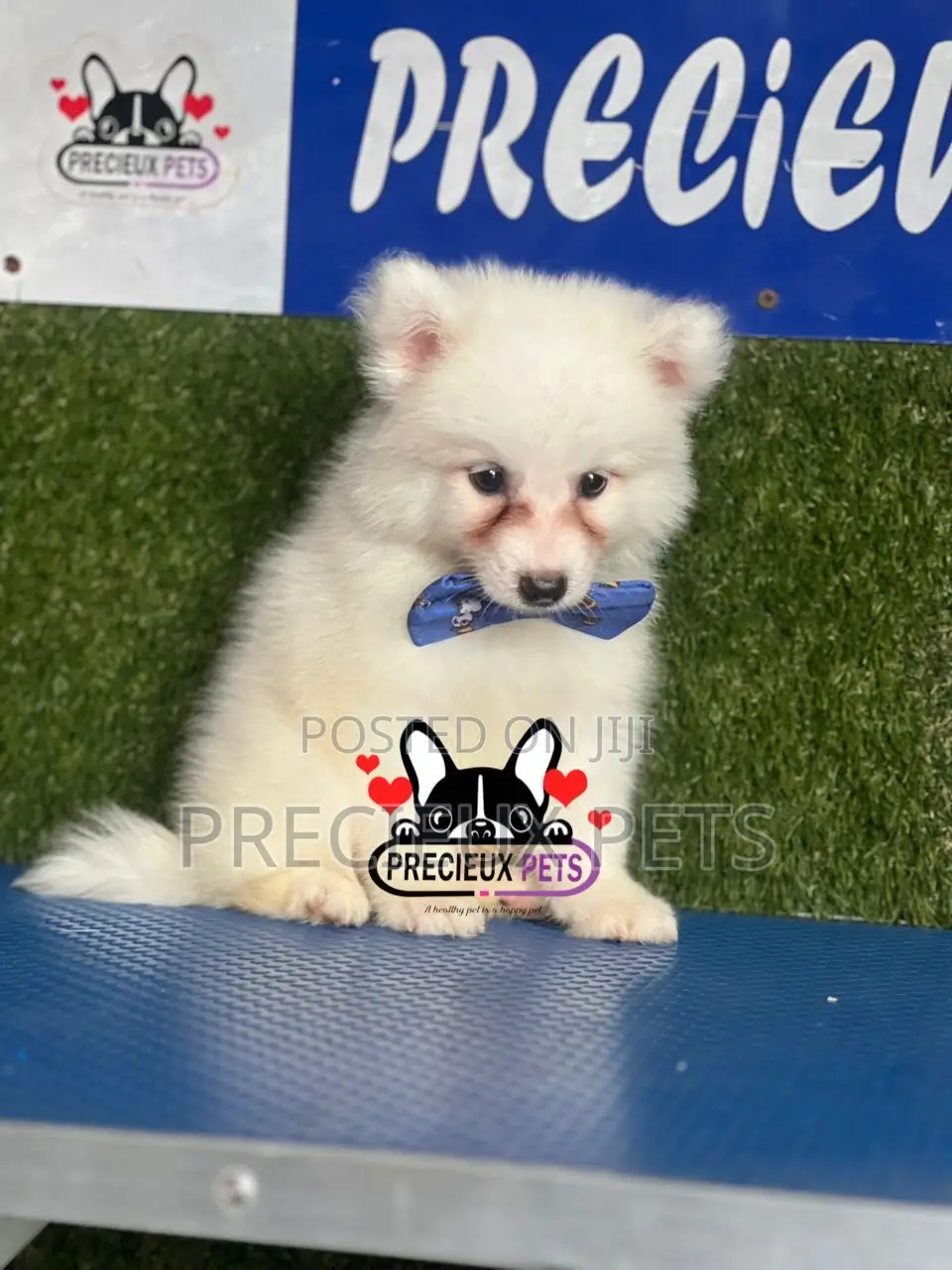1-3 months Female Purebred American Eskimo