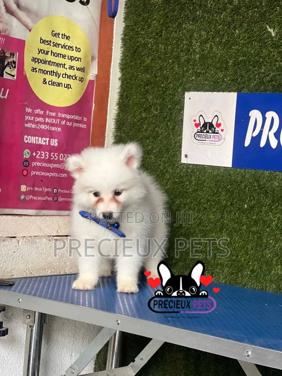 1-3 months Female Purebred American Eskimo