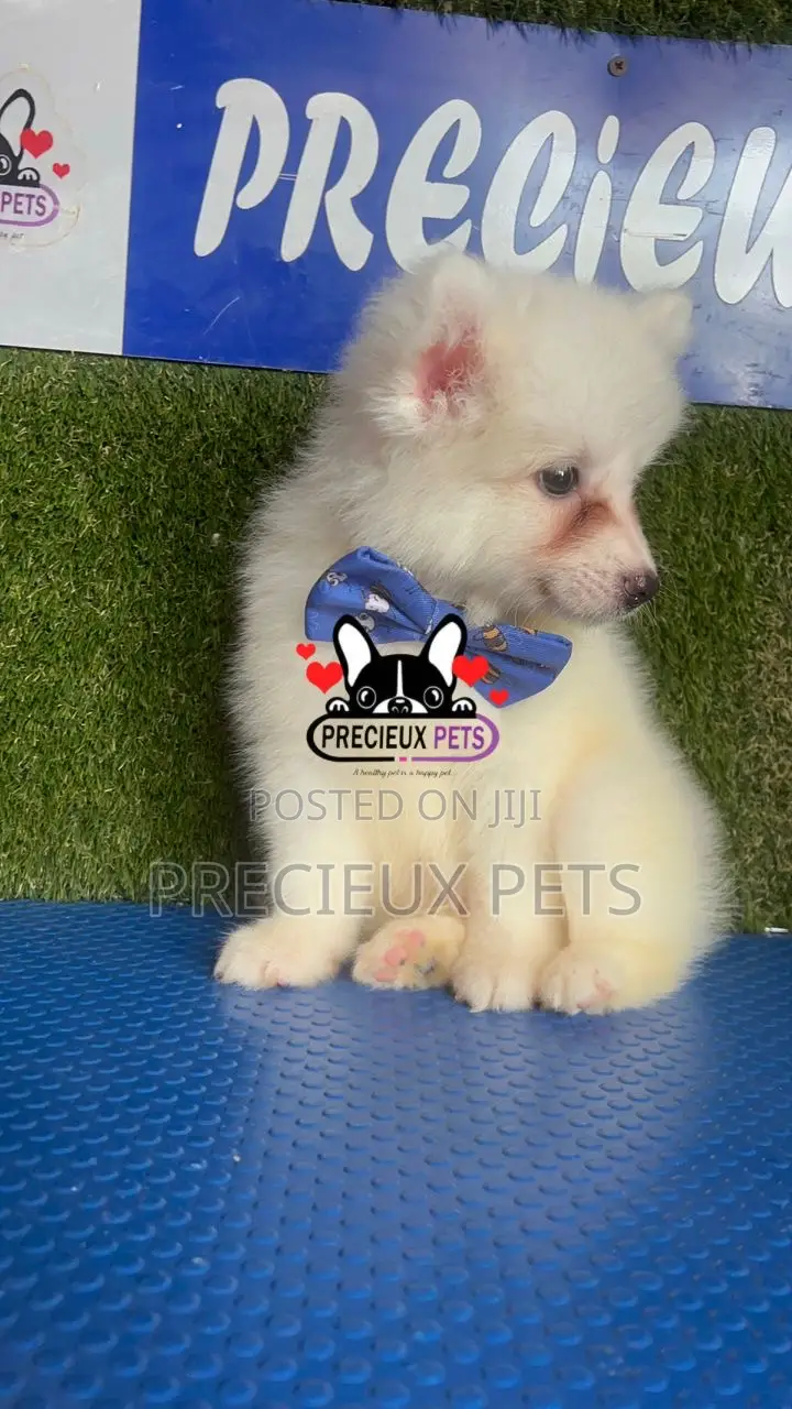 1-3 months Female Purebred American Eskimo