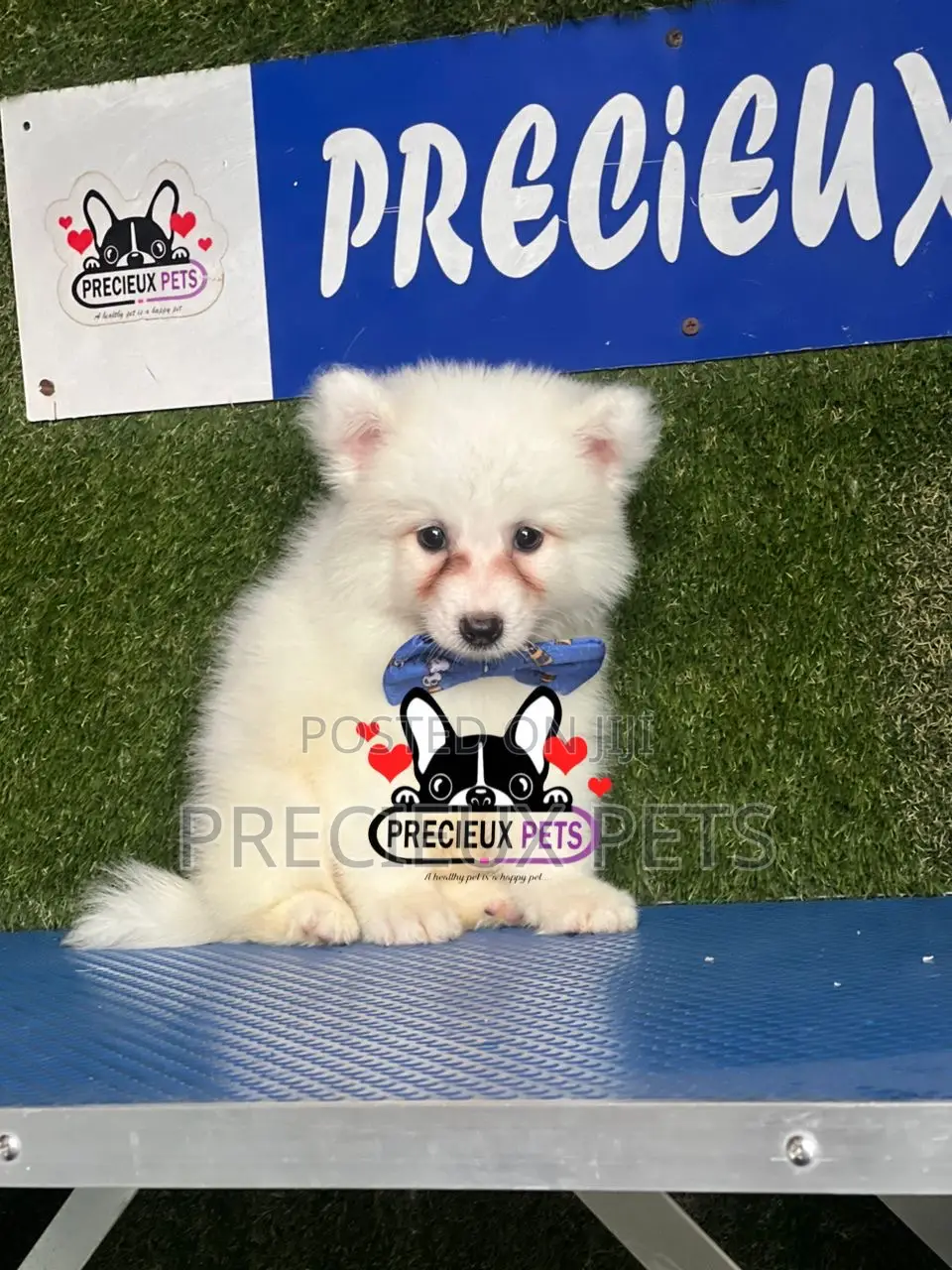 1-3 months Female Purebred American Eskimo