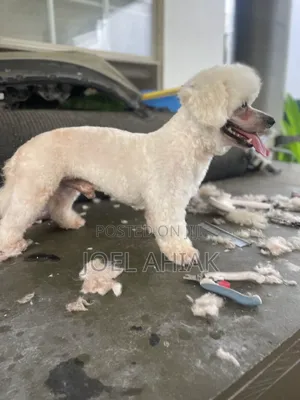 Mobile Dog/Pet Grooming (Care)