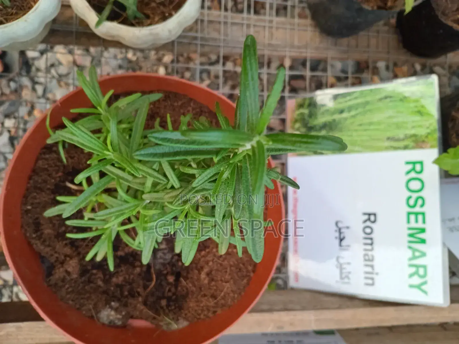 Potted Rosemary Plant