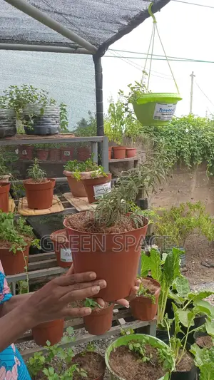 Potted Rosemary Plant