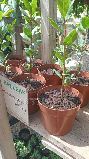 Potted Bay Leaf Plant