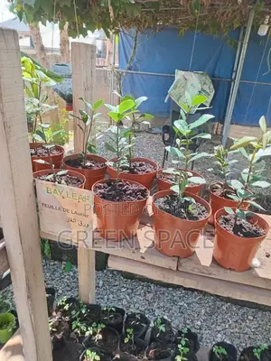 Potted Bay Leaf Plant