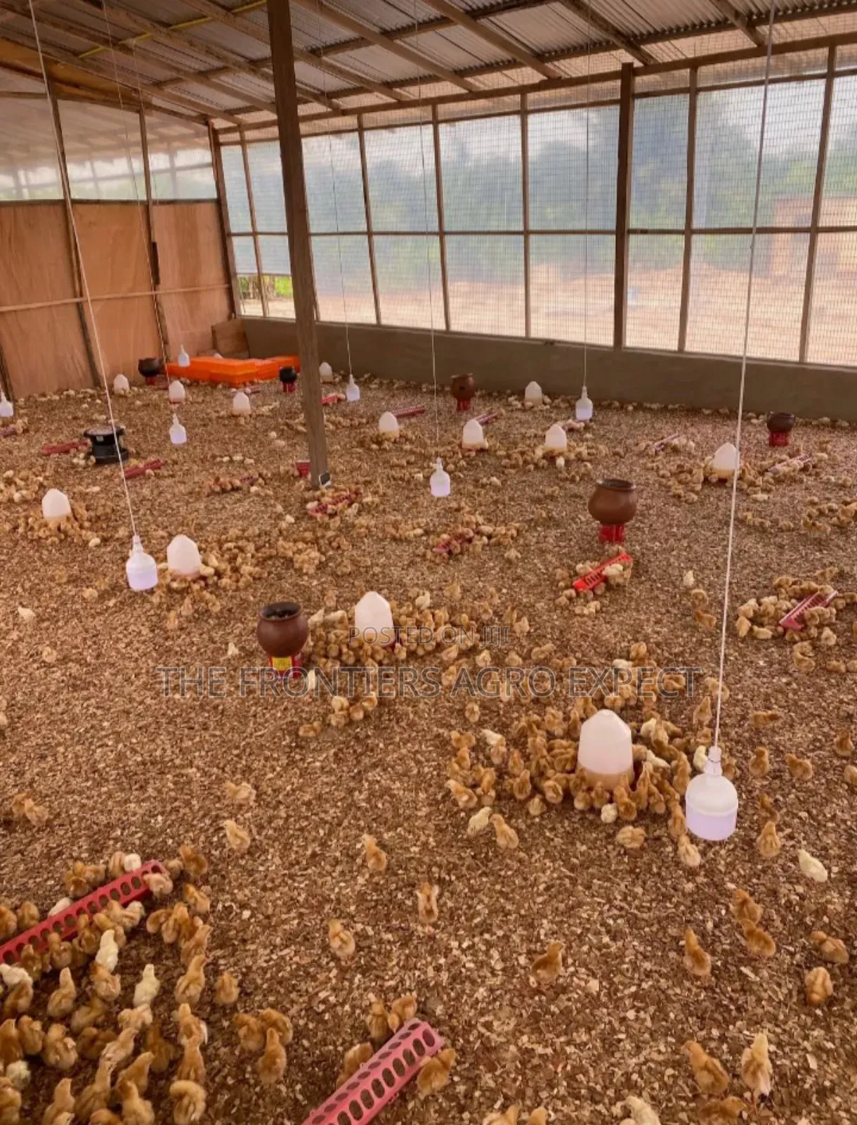 Poultry Coop Construction