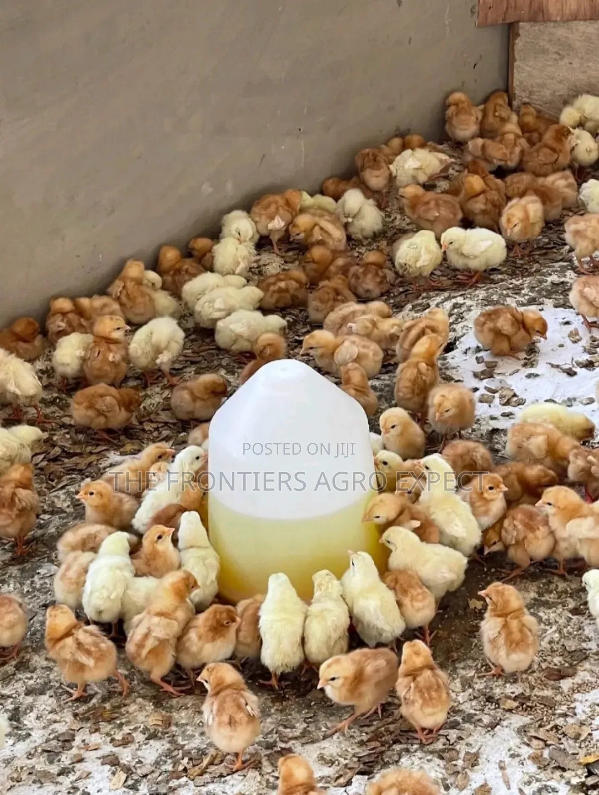 Poultry Coop Construction