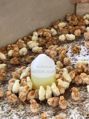 Poultry Coop Construction