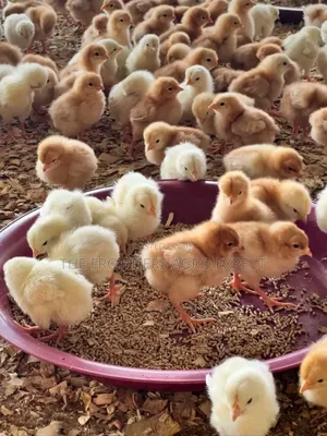 Poultry Coop Construction