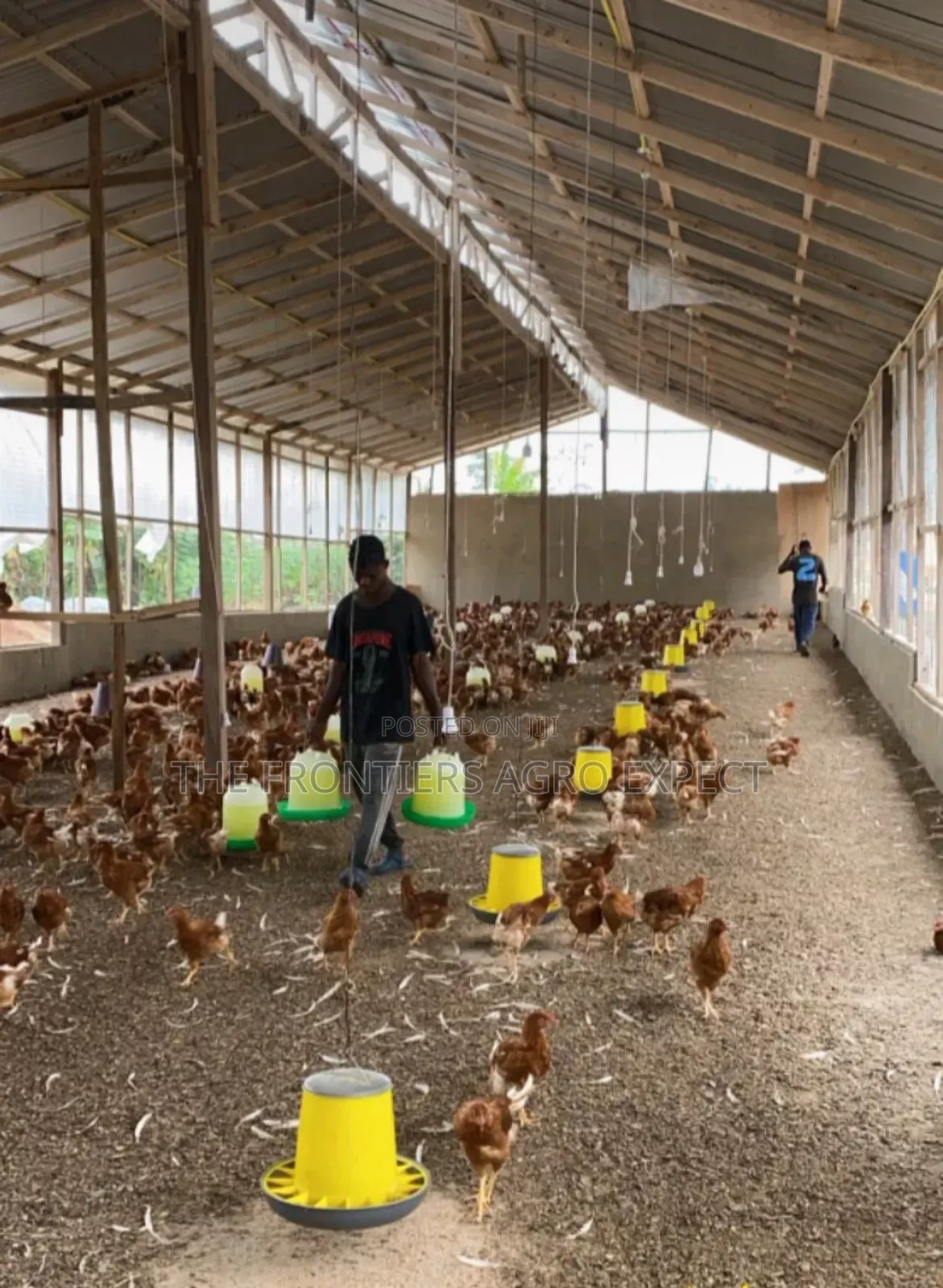 Poultry Coop Construction