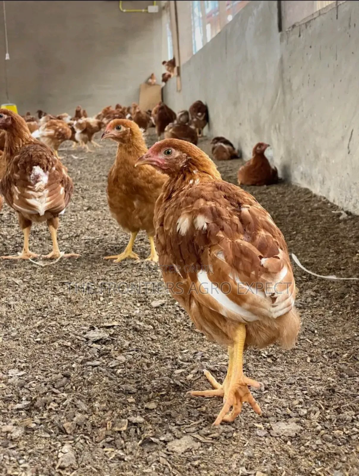 Poultry Coop Construction