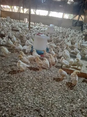 Poultry Feed for 1-4 Weeks Old Chicks